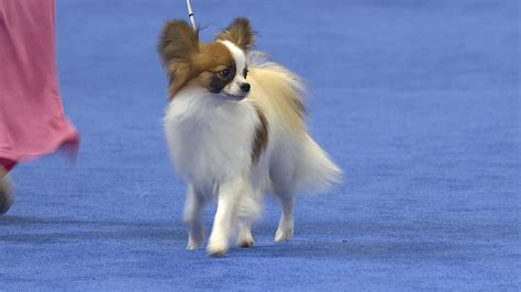 Papillon 2018 National Dog Show Toy Group Nbc Sports