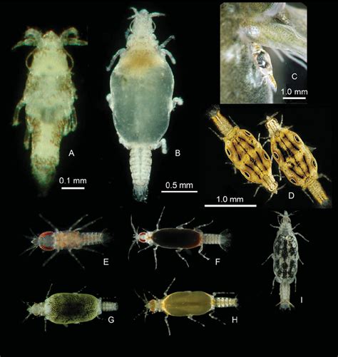 3 Larval Stages Of Gnathiid Isopods Light Microscopy Ac