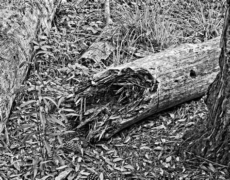 Broken Tree Photograph By Maggy Marsh Fine Art America