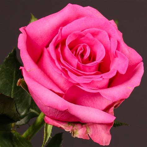 Cotton Candy Roses Rose Safari