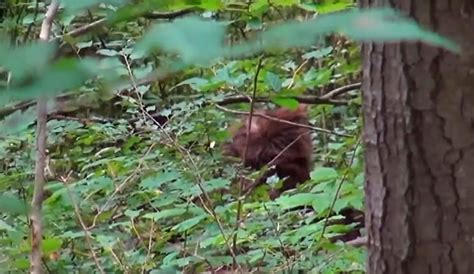 Video Still The Big Red Sasquatch Recorded In Ontario Bigfoot