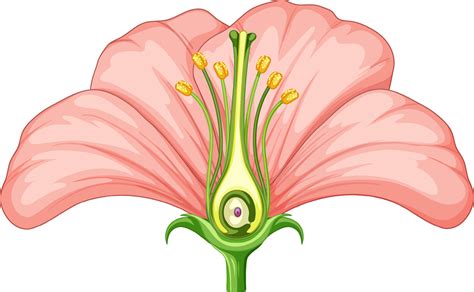 Unlabelled Flower Diagram Best Flower Site