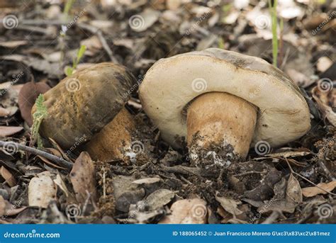 Boletus Aereus Queen Bronze Bolete Delicious Edible Mushroom With Dark