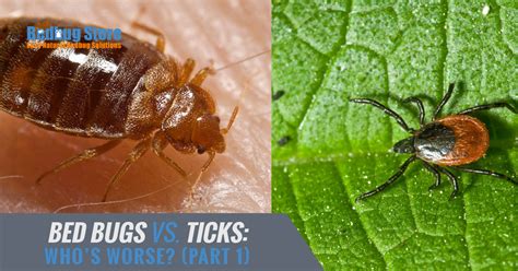 Difference Between Tick And Bed Bug Bed Bug Get Rid