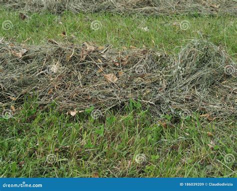 Freshly Cut Hay Stock Image Image Of Drying Meadow 186039209
