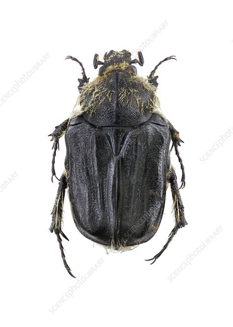 Flower Chafer Stock Image C0238019 Science Photo Library