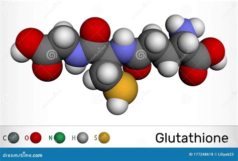 Glutathione Gsh C10h17n3o6s Molecule It Is An Important Antioxidant