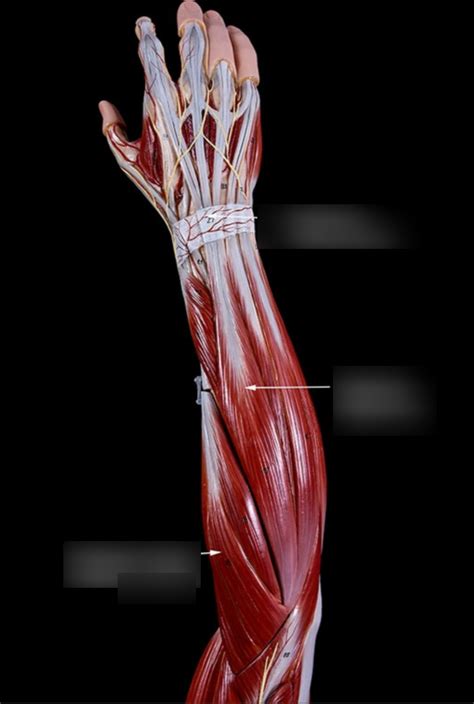 Posterior Superficial Lower Arm Diagram Quizlet