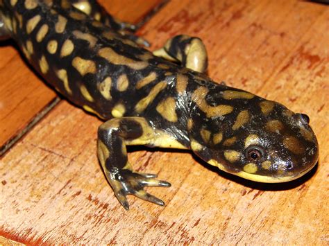 Tiger Salamander Facts Pictures In Depth Information