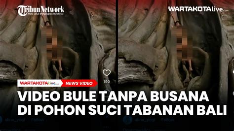 Viral Video Bule Tanpa Busana Di Pohon Suci Tua Di Tabanan Bali Youtube