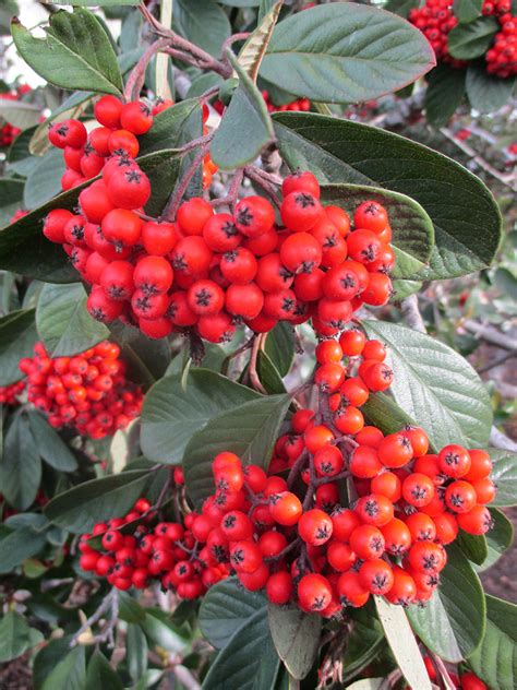 Berriers are the most common enemies in dark fungi. Winter Berries Are Showing Color — Times Publishing Group ...