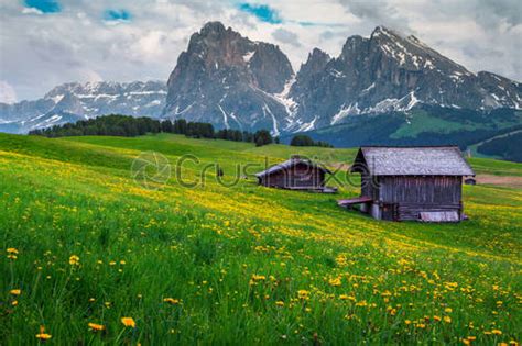 Alpe Di Siusi Resort With Spring Yellow Dandelions Dolomites Italy
