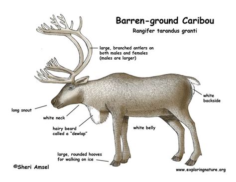 A Diagram About Reindeers Caribou Barren Ground And Woodland