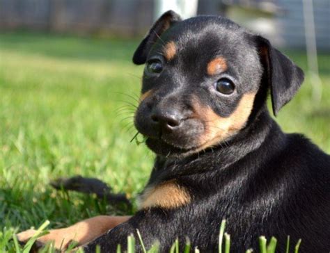The Miniature Pinscher The King Of The Toys Pethelpful