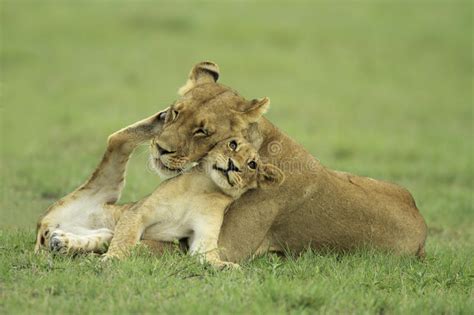 Lion Cub And Lioness Stock Photo Image Of Hunter