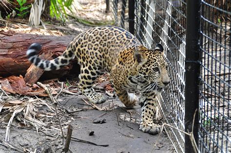 The Belize Zoos Newest Exhibit Opens Chiqui The Jaguars Story