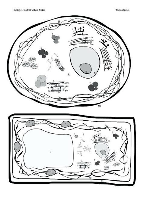 Briefly describe the function of. Simple Animal Cell Drawing at PaintingValley.com | Explore ...