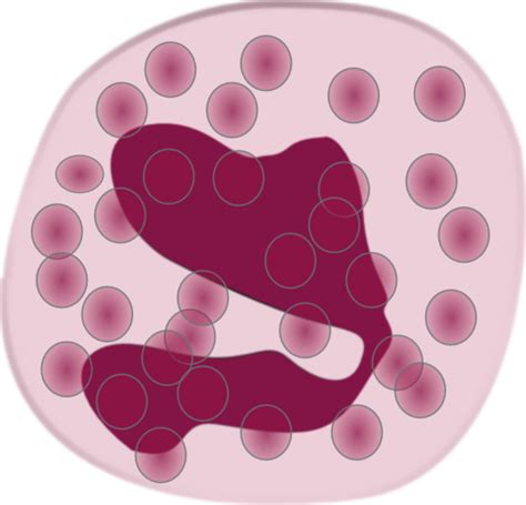 Eosinophil Granulocytes Clip Art At Vector Clip Art Online