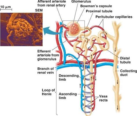 17 Best Images About Urinary System On Pinterest Respiratory System