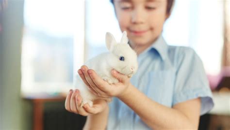 El Conejo Una Buena Mascota Para Niños Blog Veterinaria Del Bosque