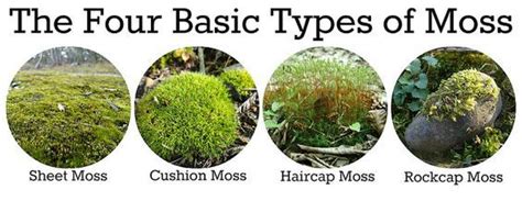 The Four Basic Types Of Moss Hydroponics ღ Small Gardening