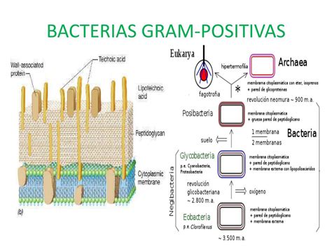 Ppt Bacterias Powerpoint Presentation Free Download Id5796177