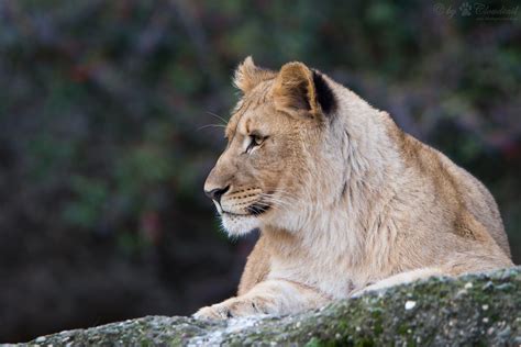 Lion A Picture From A Lion Cloudtail The Snow Leopard Flickr