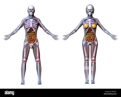 Anatomía Cuerpo Mujer Y Hombre Imágenes Recortadas De Stock Alamy