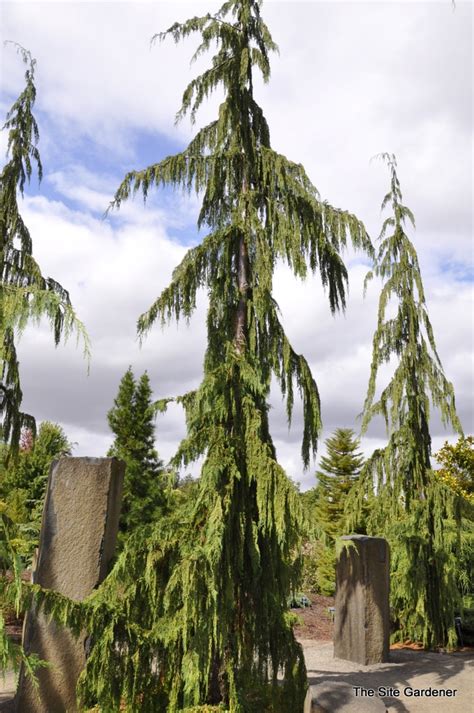 The most common tall skinny tree material is stretched canvas. Chamaecyparis nookantensis 'Strict Weeping' - Hess ...