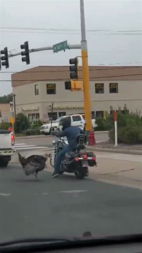 Penny The Turkey Vs Motorcycle Bring Me The News
