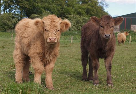 Highland Cattle