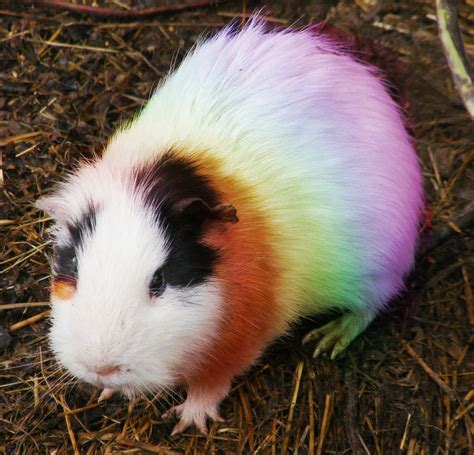 Rainbow Guinea Pig By Digitalsprite On Deviantart