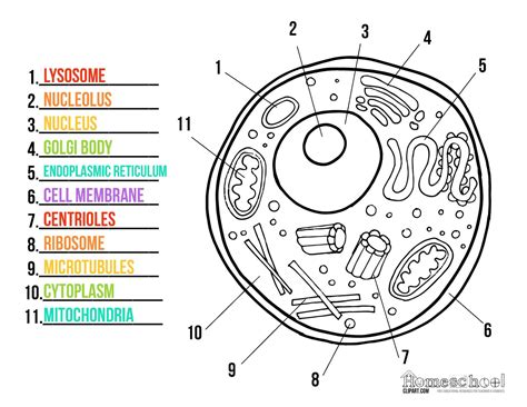 Maintenance of animal cell lines. Cell clipart animal, Cell animal Transparent FREE for ...