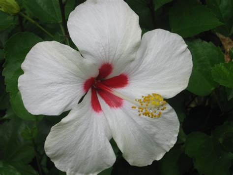 Archivoflor Hibiscus Rosa Sinensis Wikipedia La Enciclopedia Libre