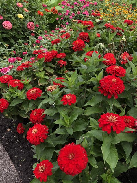 Zinnia Elegans Flower Garden Zinnia Elegans Plants