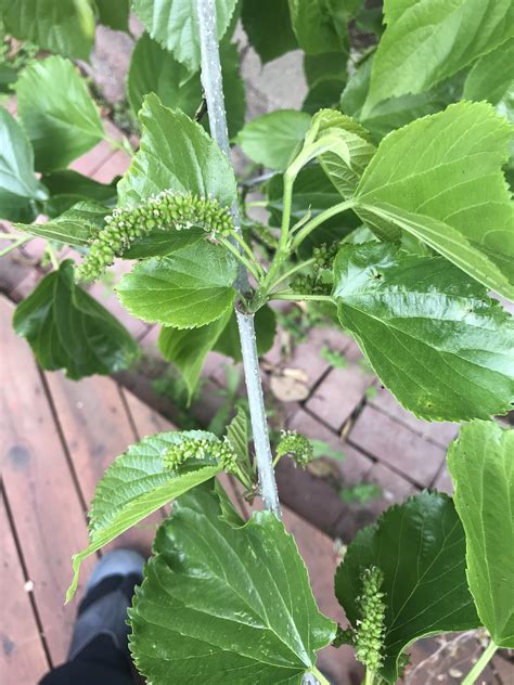 Australian Green Mulberry - General Fruit Growing - Growing Fruit