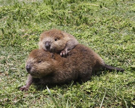 10 Adorable Baby Beavers To Celebrate International