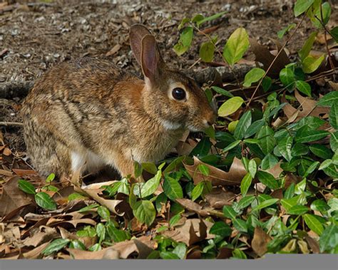 How To Deter Rabbits From Eating Your Garden Hubpages