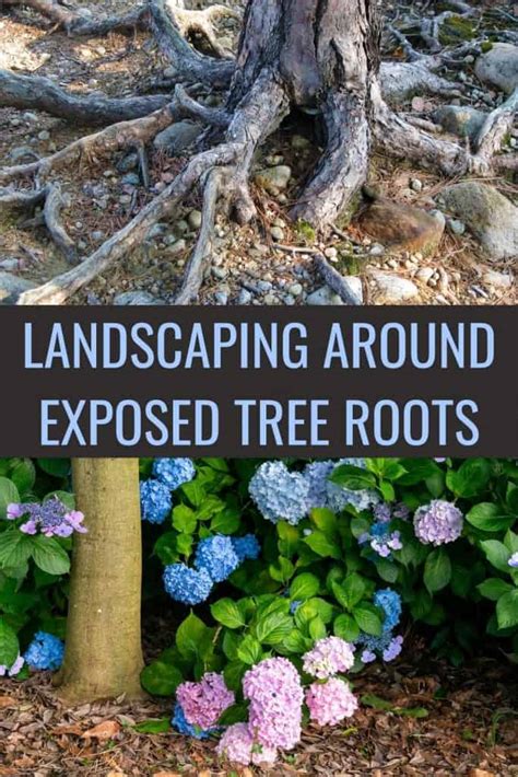 Landscaping Around Exposed Tree Roots 5 Easy Ideas