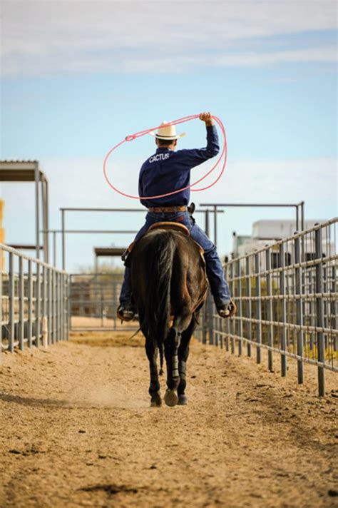 The Heelers Swing Roping Horse Calf Roping Cowboy Pictures