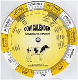 Pictures of Cow Heat Cycle Calendar