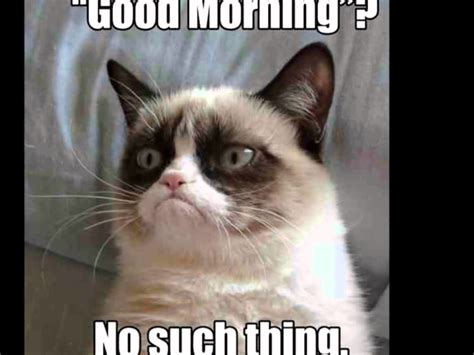 30 Funniest Grumpy Cat Memes Images And Pictures Stock