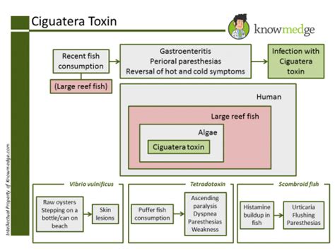 Ciguatera Toxin Poisoning Cases Underreported Study Finds