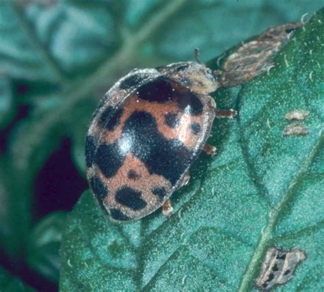 Potato 28 Spot Ladybird Beetle 255