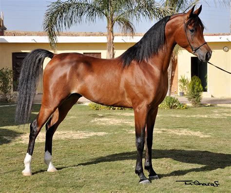 Rock Creek Arabians Breeding Champion Quality Arabian Horses Since 1978