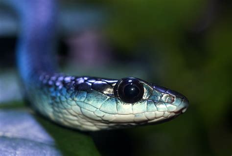 Learn more about snakes at howstuffworks. Blue Snake Pictures | Download Free Images on Unsplash