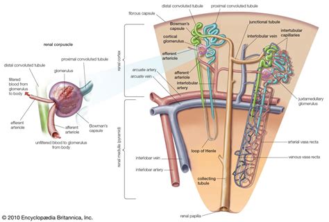 Urinary System Nephron
