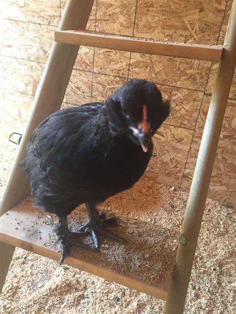 To round up the flocks when they wander off. what age do roosters start to crow?