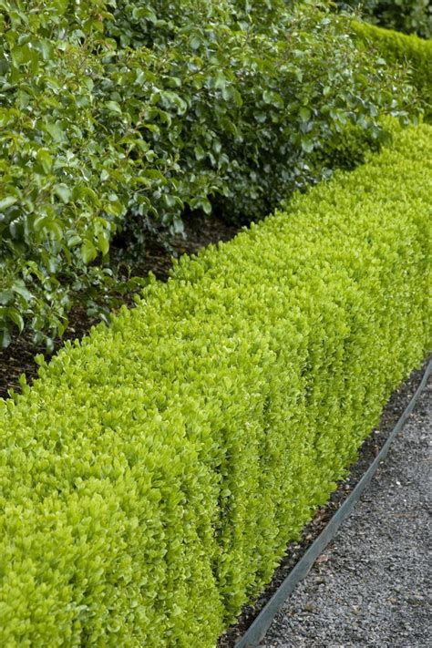 Select broadleaf shrubs such as azalea, butterfly, boxwood, currant, holly or barberry. Shrubs - Combs Landscape