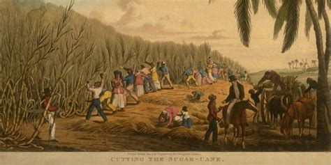 Slave Trade Plantation
